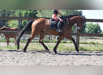 Autres races, Hongre, 5 Ans, 155 cm, Bai