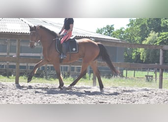 Autres races, Hongre, 5 Ans, 155 cm, Bai