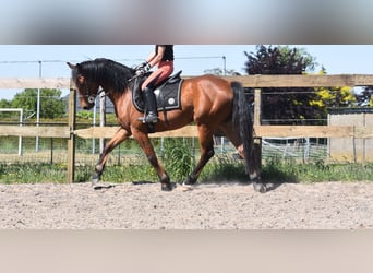 Autres races, Hongre, 5 Ans, 155 cm, Bai