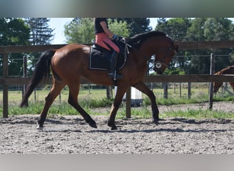 Autres races, Hongre, 5 Ans, 155 cm, Bai