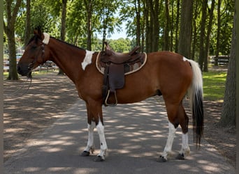 Autres races, Hongre, 5 Ans, 155 cm, Pinto