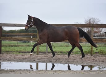 Autres races, Hongre, 5 Ans, 156 cm, Bai