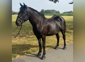 Autres races, Hongre, 5 Ans, 156 cm, Noir