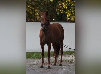 Autres races, Hongre, 5 Ans, 157 cm, Alezan