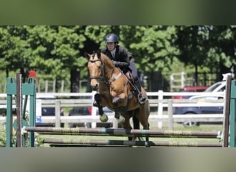 Autres races, Hongre, 5 Ans, 157 cm, Isabelle