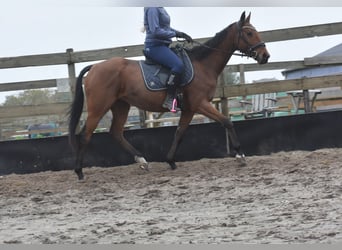 Autres races, Hongre, 5 Ans, 158 cm, Bai