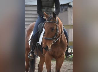Autres races, Hongre, 5 Ans, 158 cm, Bai
