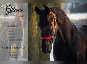 Autres races, Hongre, 5 Ans, 160 cm, Noir