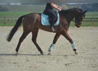 Autres races, Hongre, 5 Ans, 161 cm, Bai