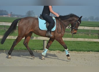 Autres races, Hongre, 5 Ans, 161 cm, Bai