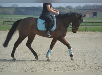 Autres races, Hongre, 5 Ans, 161 cm, Bai