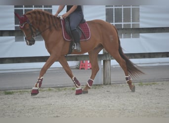 Autres races, Hongre, 5 Ans, 162 cm, Alezan