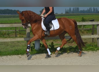 Autres races, Hongre, 5 Ans, 162 cm, Alezan