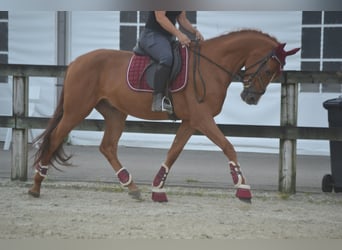 Autres races, Hongre, 5 Ans, 162 cm, Alezan