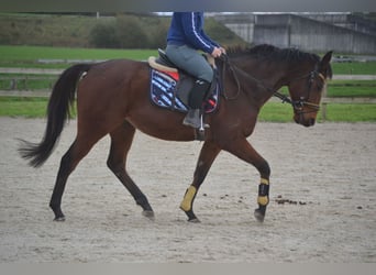 Autres races, Hongre, 5 Ans, 162 cm, Bai