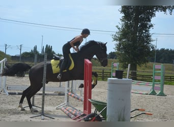 Autres races, Hongre, 5 Ans, 163 cm, Noir