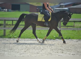 Autres races, Hongre, 5 Ans, 163 cm, Noir