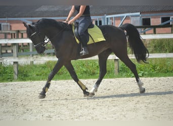 Autres races, Hongre, 5 Ans, 163 cm, Noir