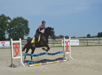 Autres races, Hongre, 5 Ans, 163 cm, Noir