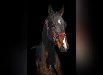 Autres races, Hongre, 5 Ans, 164 cm, Bai