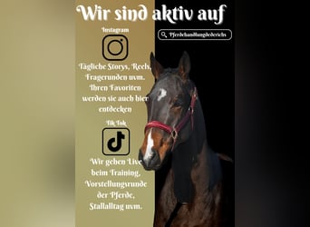 Autres races, Hongre, 5 Ans, 164 cm, Bai