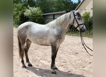 Autres races, Hongre, 5 Ans, 164 cm, Gris pommelé