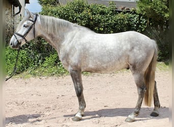 Autres races, Hongre, 5 Ans, 164 cm, Gris pommelé