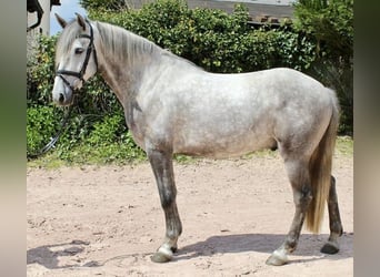 Autres races, Hongre, 5 Ans, 164 cm, Gris pommelé