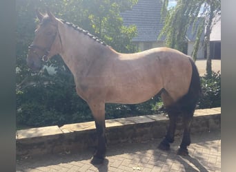 Autres races, Hongre, 5 Ans, 165 cm, Gris (bai-dun)