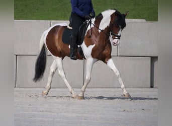 Autres races, Hongre, 5 Ans, 165 cm, Pinto