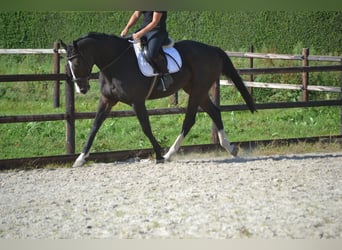 Autres races, Hongre, 5 Ans, 167 cm, Bai brun foncé