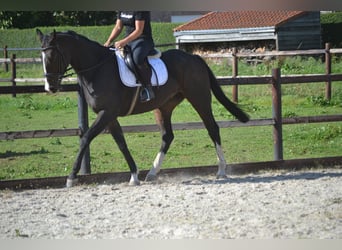 Autres races, Hongre, 5 Ans, 167 cm, Bai brun foncé