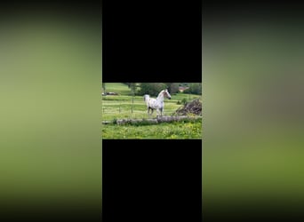 Autres races, Hongre, 5 Ans, 173 cm, Léopard