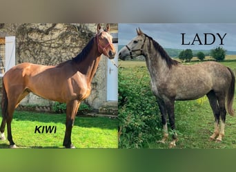 Autres races, Hongre, 5 Ans