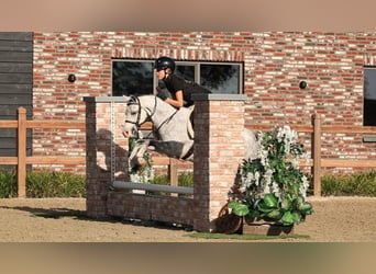 Autres races, Hongre, 6 Ans, 126 cm