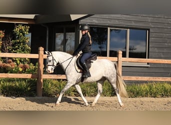 Autres races, Hongre, 6 Ans, 126 cm