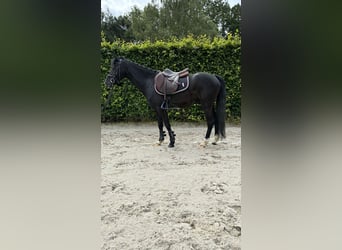 Autres races, Hongre, 6 Ans, 128 cm, Noir