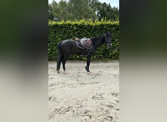 Autres races, Hongre, 6 Ans, 128 cm, Noir