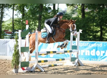 Autres races, Hongre, 6 Ans, 145 cm, Alezan