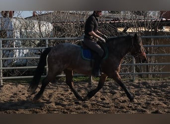 Autres races, Hongre, 6 Ans, 148 cm, Rouan Rouge