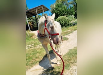 Autres races, Hongre, 6 Ans, 154 cm, Cremello