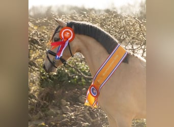 Autres races, Hongre, 6 Ans, 155 cm