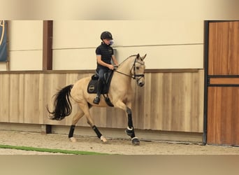 Autres races, Hongre, 6 Ans, 155 cm