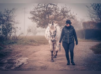 Autres races, Hongre, 6 Ans, 155 cm, Léopard