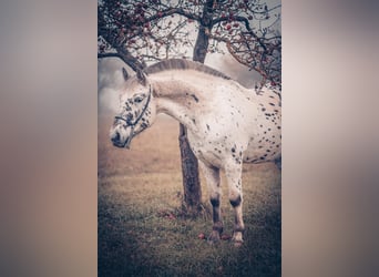 Autres races, Hongre, 6 Ans, 155 cm, Léopard