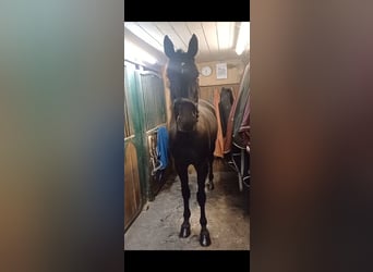 Autres races, Hongre, 6 Ans, 155 cm, Noir