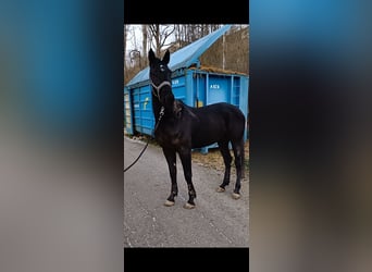 Autres races, Hongre, 6 Ans, 155 cm, Noir