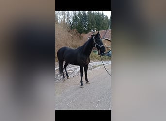 Autres races, Hongre, 6 Ans, 155 cm, Noir