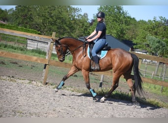 Autres races, Hongre, 6 Ans, 158 cm, Bai