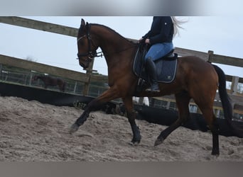 Autres races, Hongre, 6 Ans, 160 cm, Bai